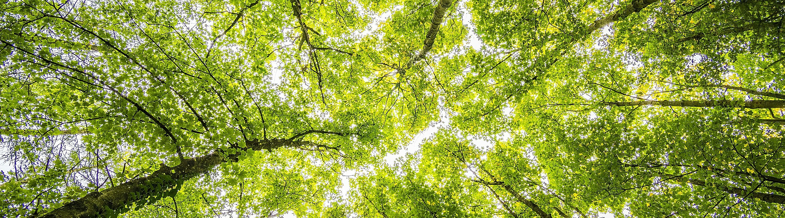 Captivating upward view of lush green forest canopy with sunlight filtering through the leaves.