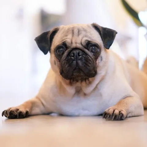 A small dog with black features laying on the floor in a pet friendly building.