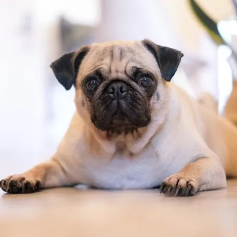 A small dog with black features laying on the floor in a pet friendly building.
