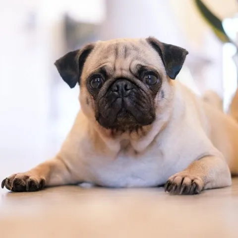 A small dog with black features laying on the floor in a pet friendly building.
