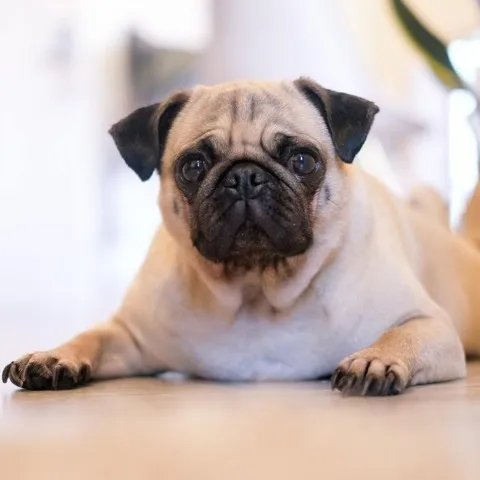 A small dog with black features laying on the floor in a pet friendly building.