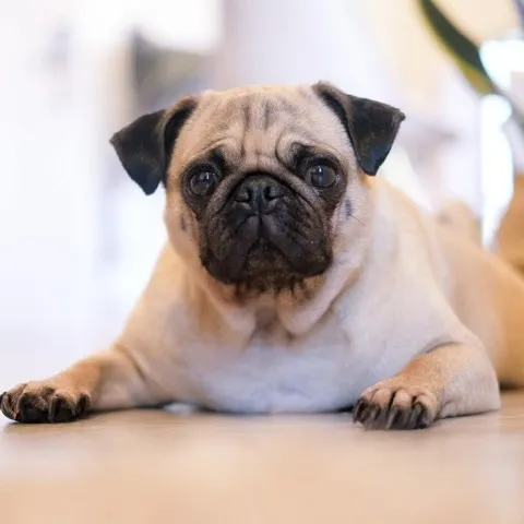A small dog with black features laying on the floor in a pet friendly building.