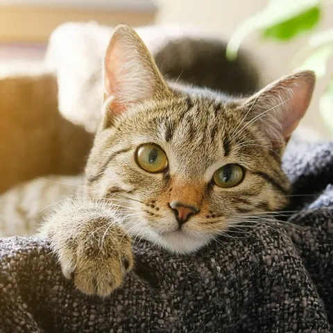 A small Persian cat on a couch in a cat friendly building.