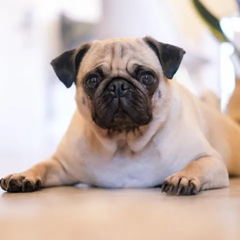 A small dog with black features laying on the floor in a pet friendly building.