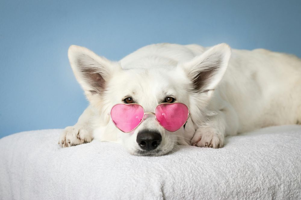 Comfortable Pet-Friendly Living at Greentree Apartments-image