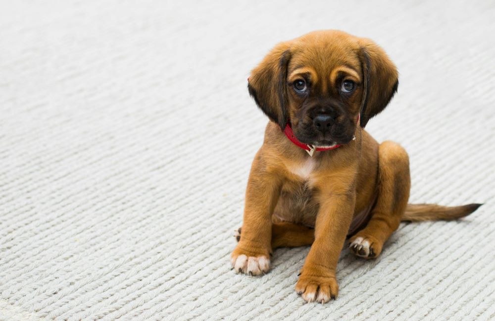 Elevated Pet-Friendly Living at Providence Mockingbird-image