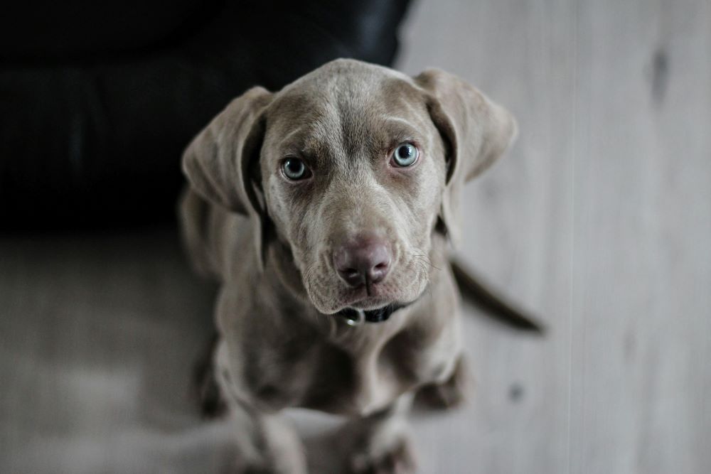 Comfortable Living for You and Your Pets at The Hendry-image