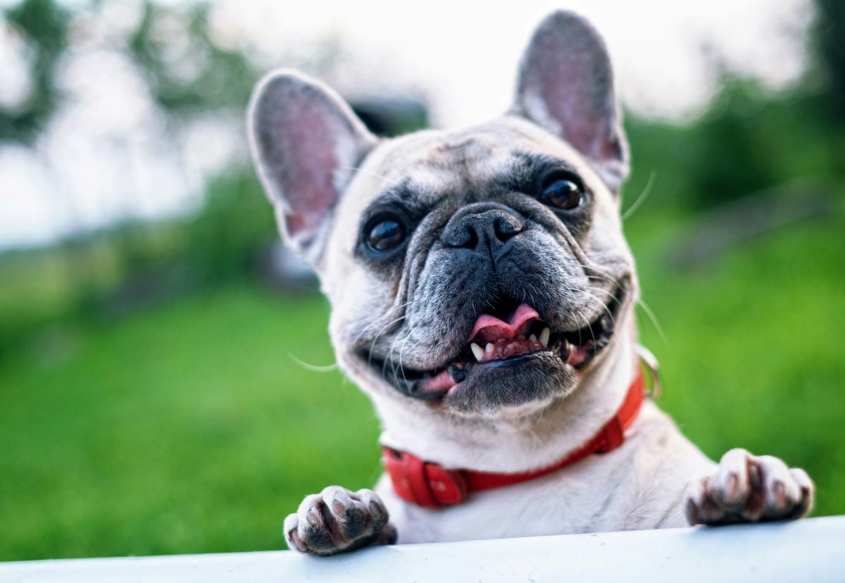 Pet-Friendly Apartments in Humble, TX | Humble Memorial Gardens-image