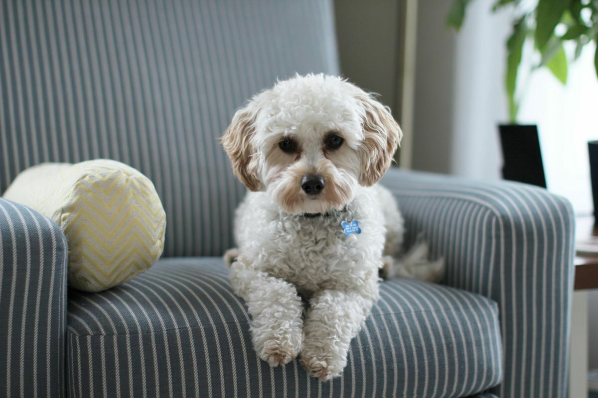 Pet-Friendly Apartments in Federal Way, WA | Mariposa Apartments-image