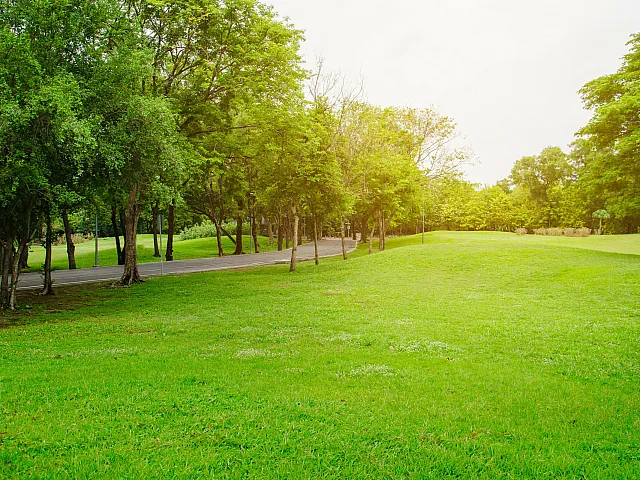 grassy city park with lots of trees and a walkway