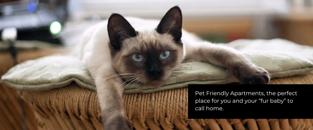Pet Friendly Apartments