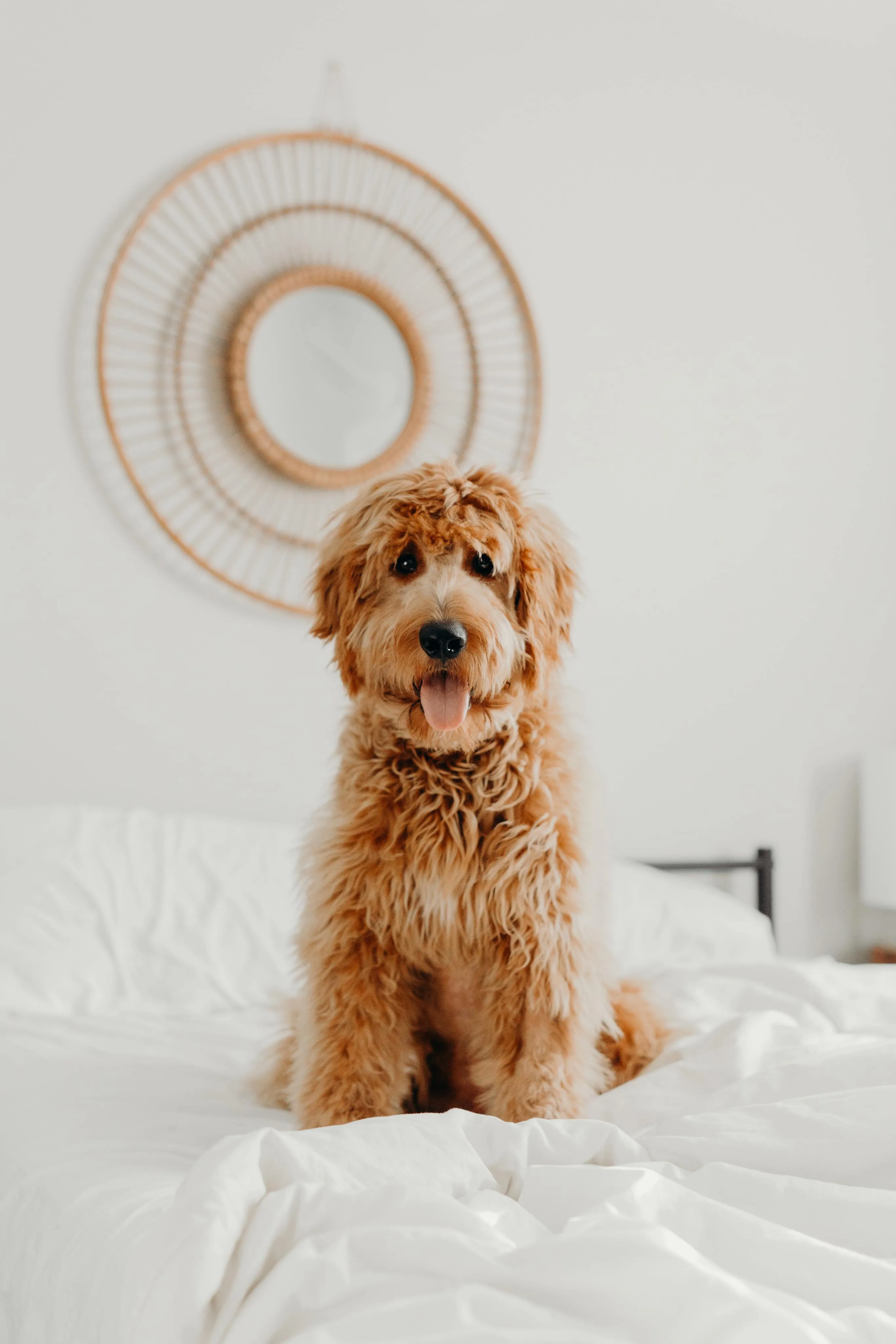 Charming apartment bedroom with cozy atmosphere featuring a playful furry dog on a neatly made bed, accented by a stylish round mirror.