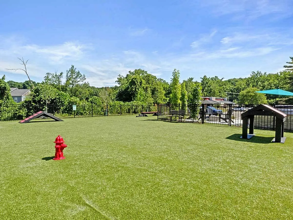 Vibrant pet-friendly outdoor space featuring agility equipment and lush greenery under a clear blue sky.