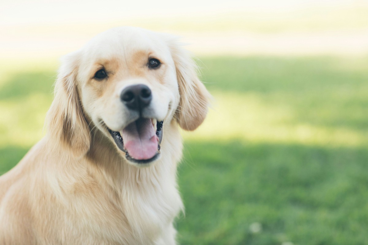 Life in Shared Accommodation: Oshawa Students Learn About Therapy Dogs-image