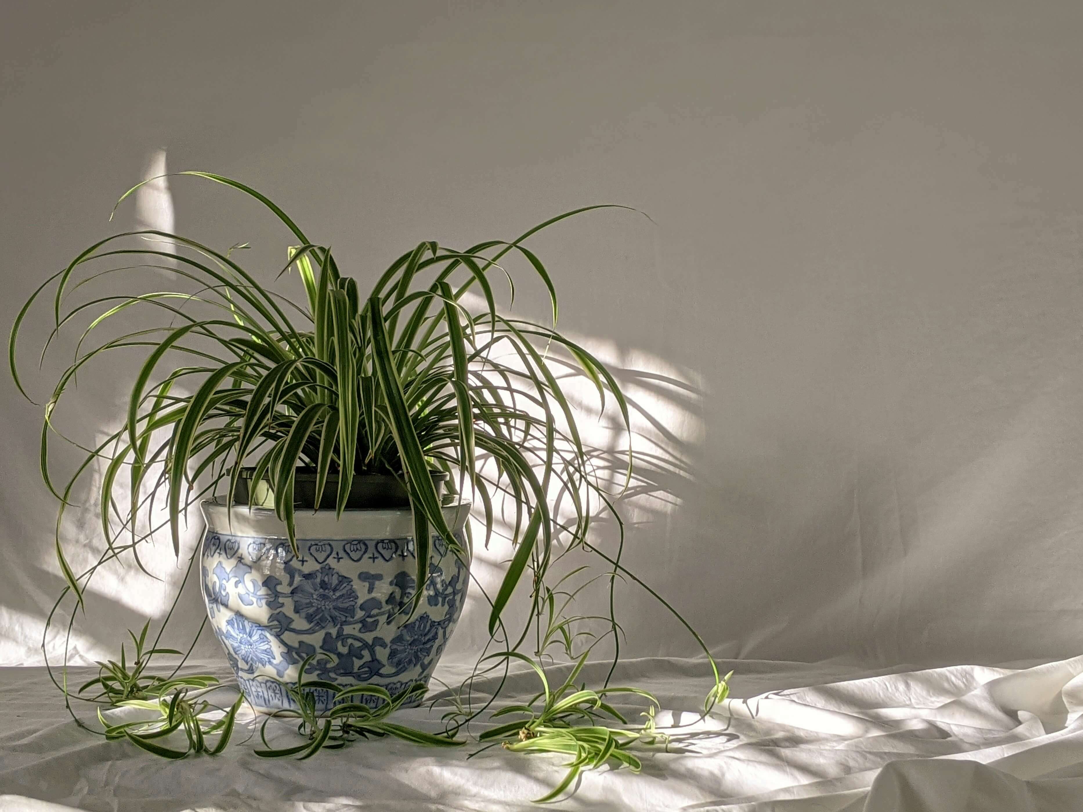 8 of the Best Houseplants for Students-image