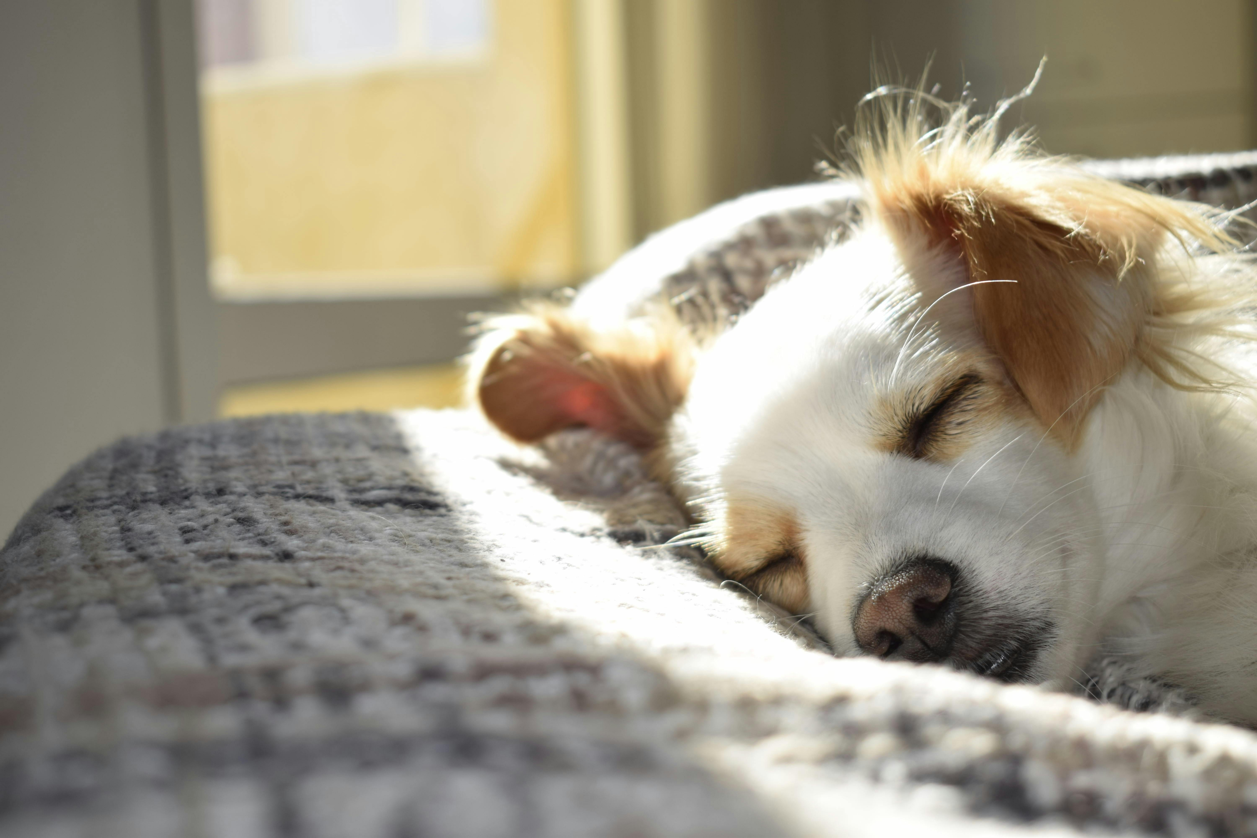 Should You Have a Pet at University?-image