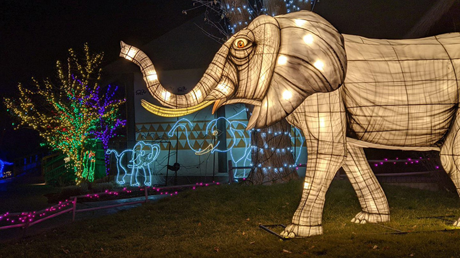Hogle zoo elephant lights