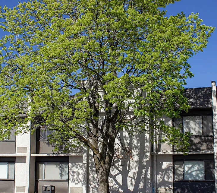 The Oslo Back Building