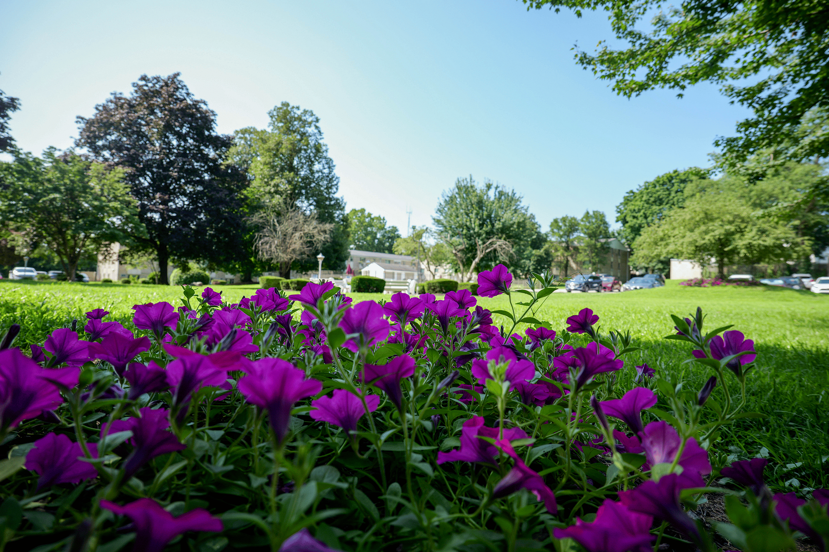 Vibrant purple flowers in a lush green garden under a clear blue sky, enhancing a serene residential view.