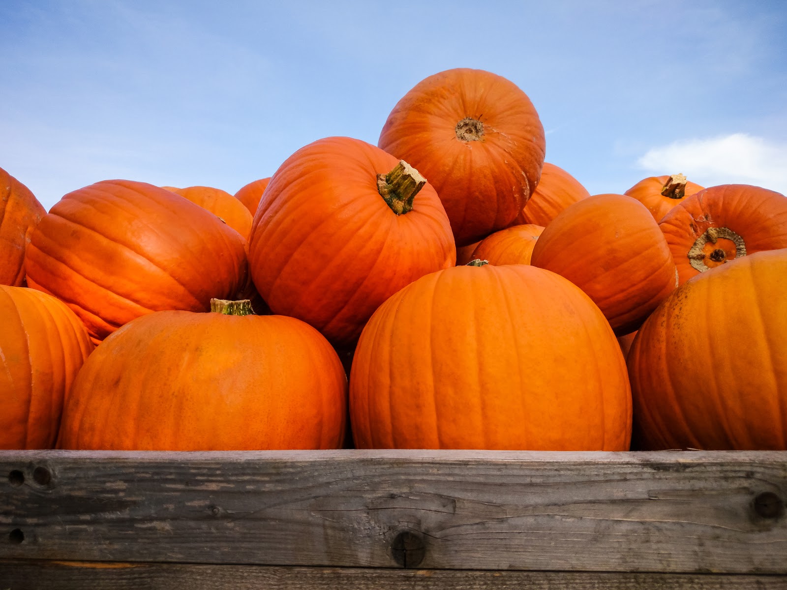 All Things Pumpkin for Halloween-image