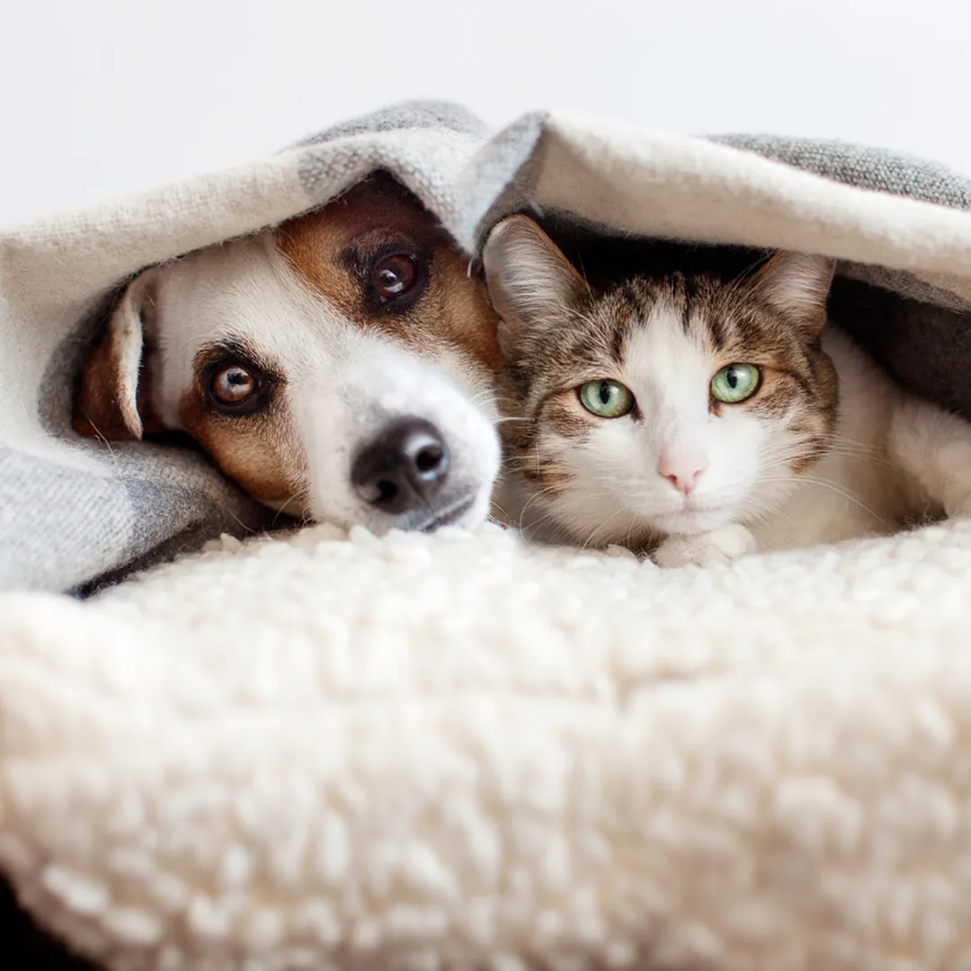 Pet friendly