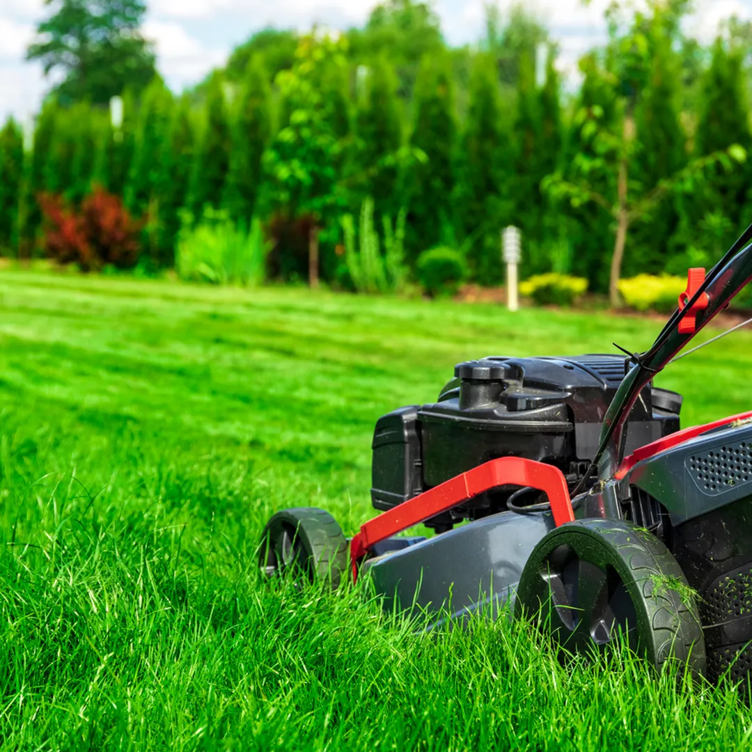 Vibrant green lawn being perfectly manicured by a sleek red and black lawn mower in a lush backyard scene.