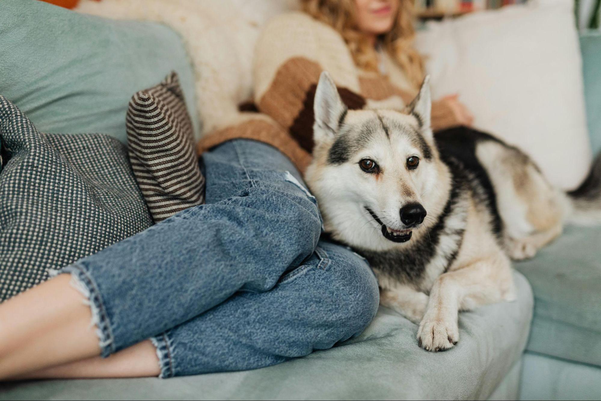 A grey and white dog resting on a comfortable light blue couch next to a person wearing blue jeans and a sweater.
