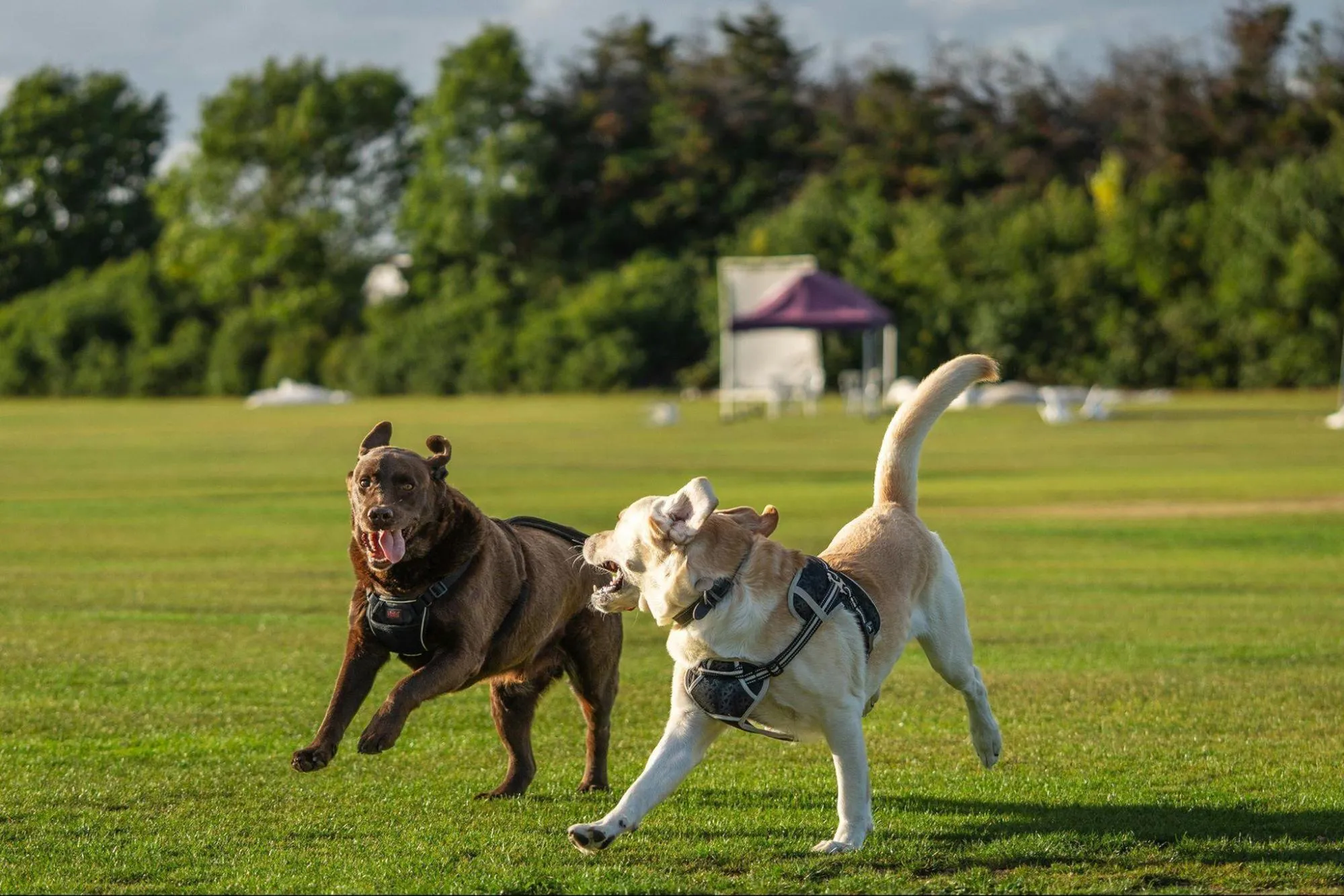 Creating a Comfortable Routine for Pets at The DeSOTA-image