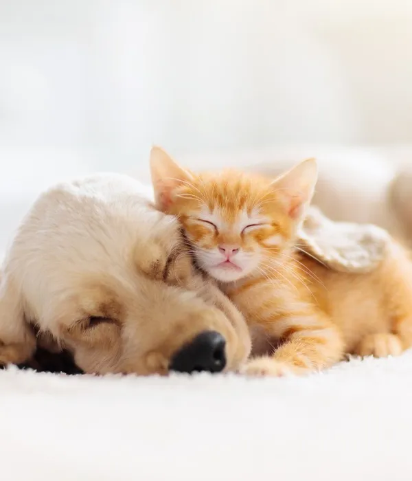 Pets