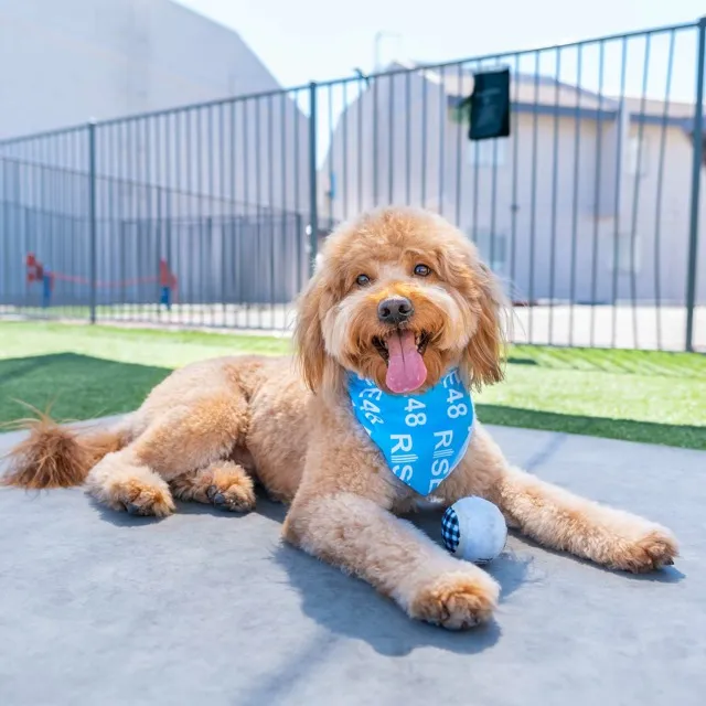 No Leash Dog Park