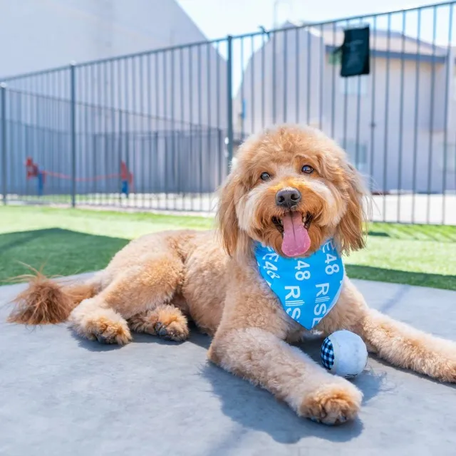 No Leash Dog Park