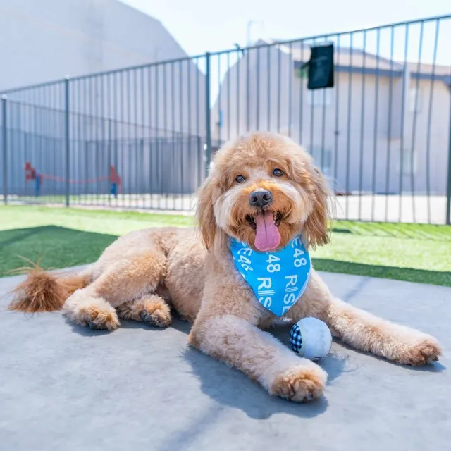 Pet-Friendly Apartments