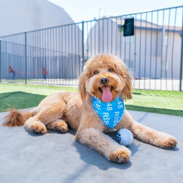 Pet Friendly Apartments