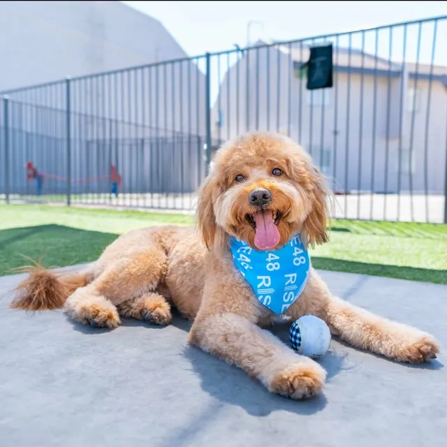No Leash Dog Park