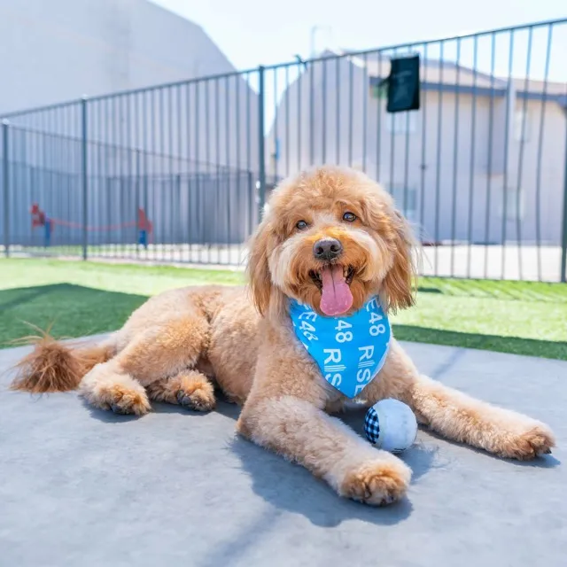 No Leash Dog Park