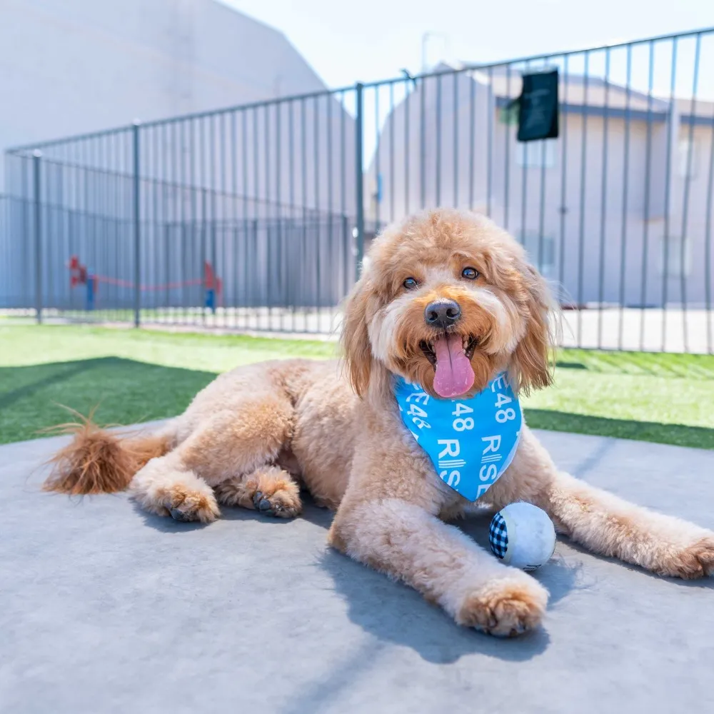 Pet Friendly Community