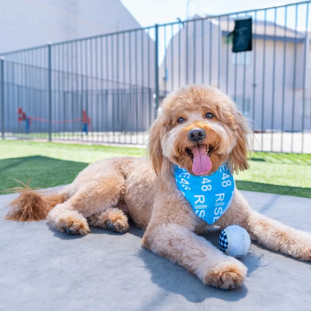 Pet-Friendly