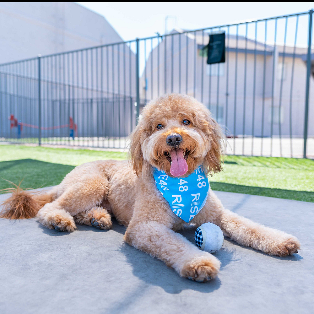 Pet Friendly