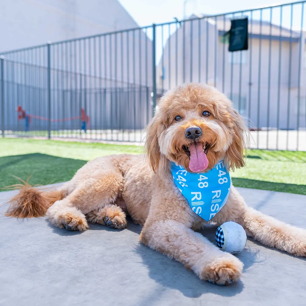 Pet-friendly