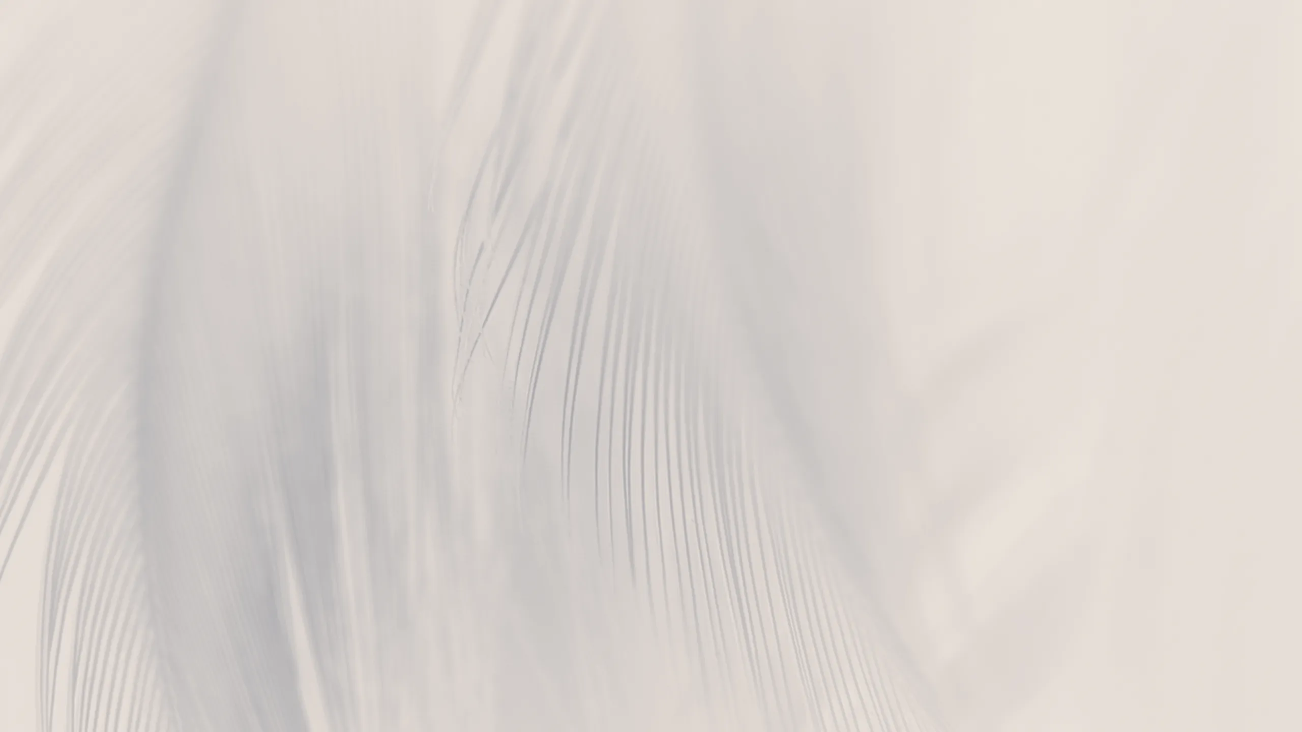 feather background