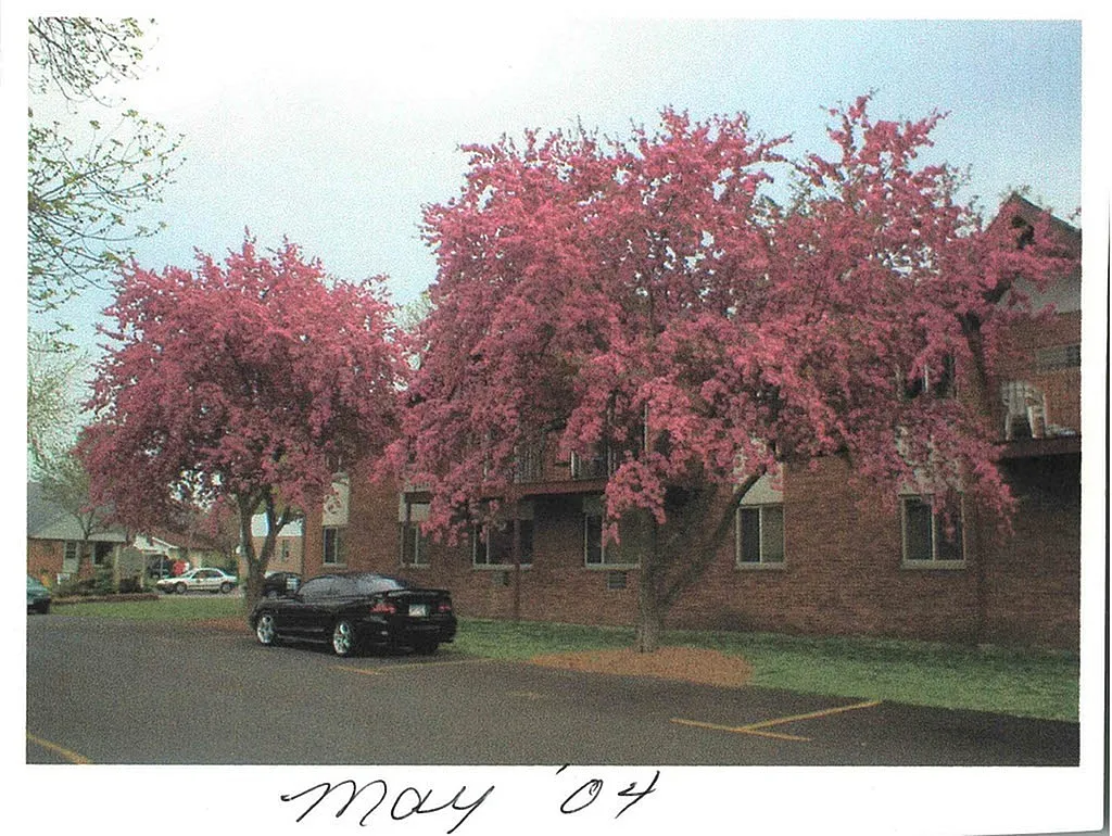 Charming apartment building adorned with vibrant pink flowering trees, creating a welcoming and picturesque atmosphere.