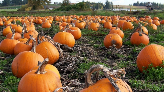 All About Pumpkins