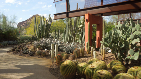Head Out of Town: Desert Botanical Garden in Phoenix 