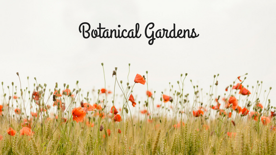 The Desert Botanical Garden-image