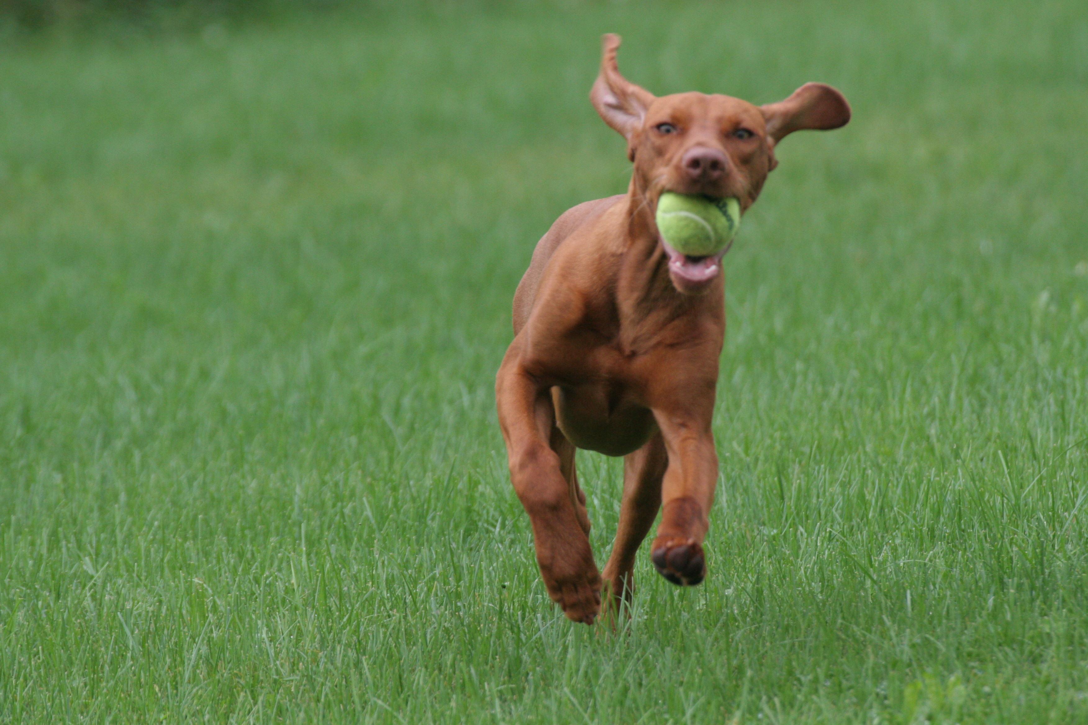 Keeping Your Dog in Shape in the Summer Heat-image
