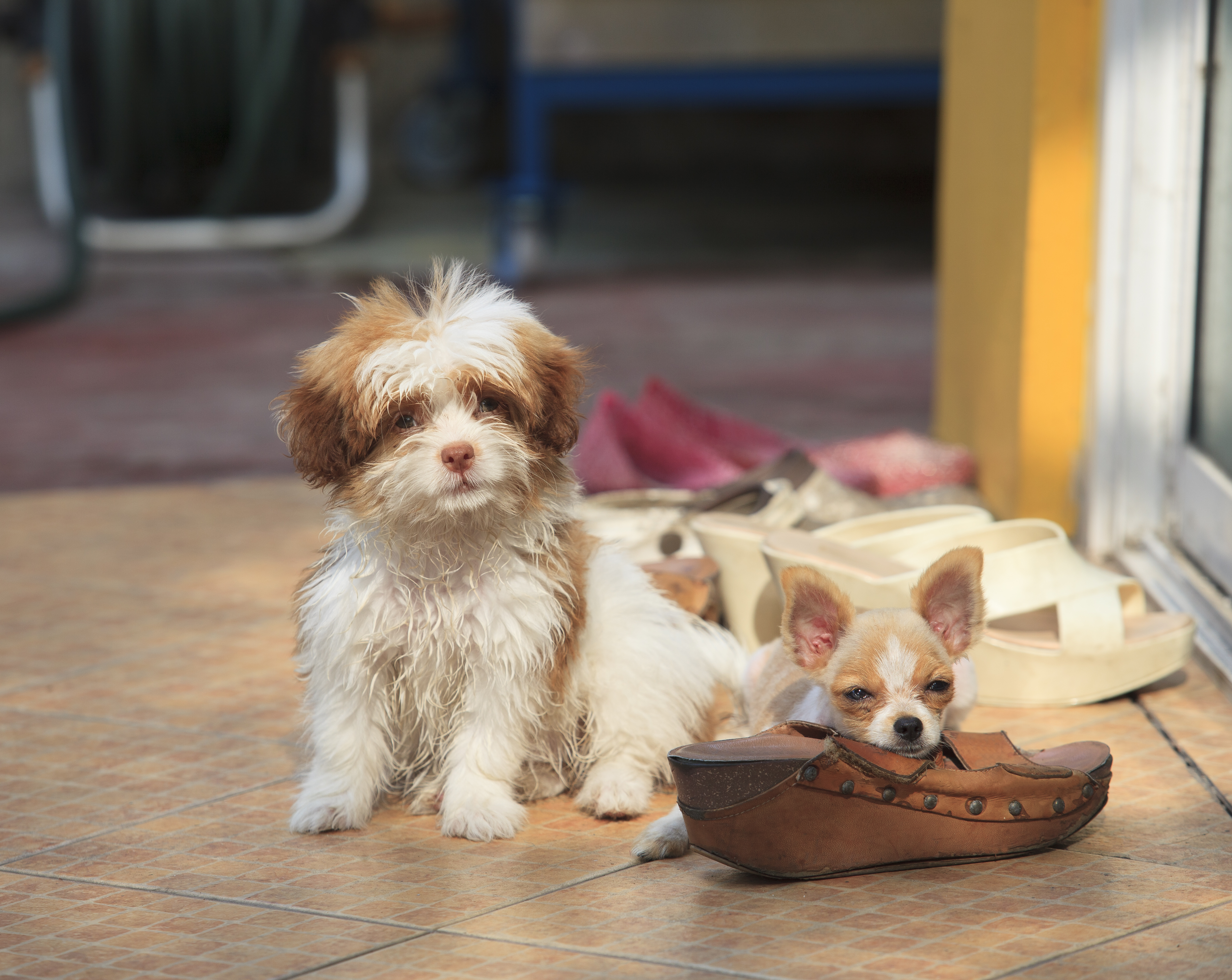 Dog Housetraining Tips-image