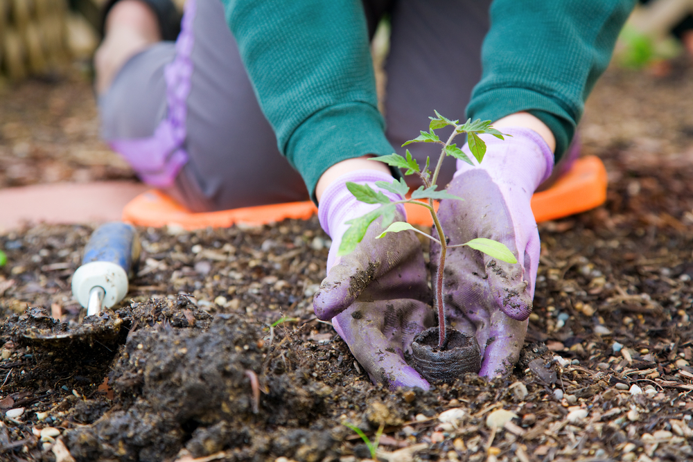 Best Veggies and Herbs for the Chandler Climate-image
