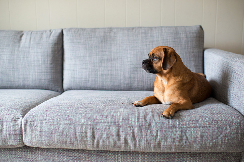 Best Apartment Dog Breeds-image