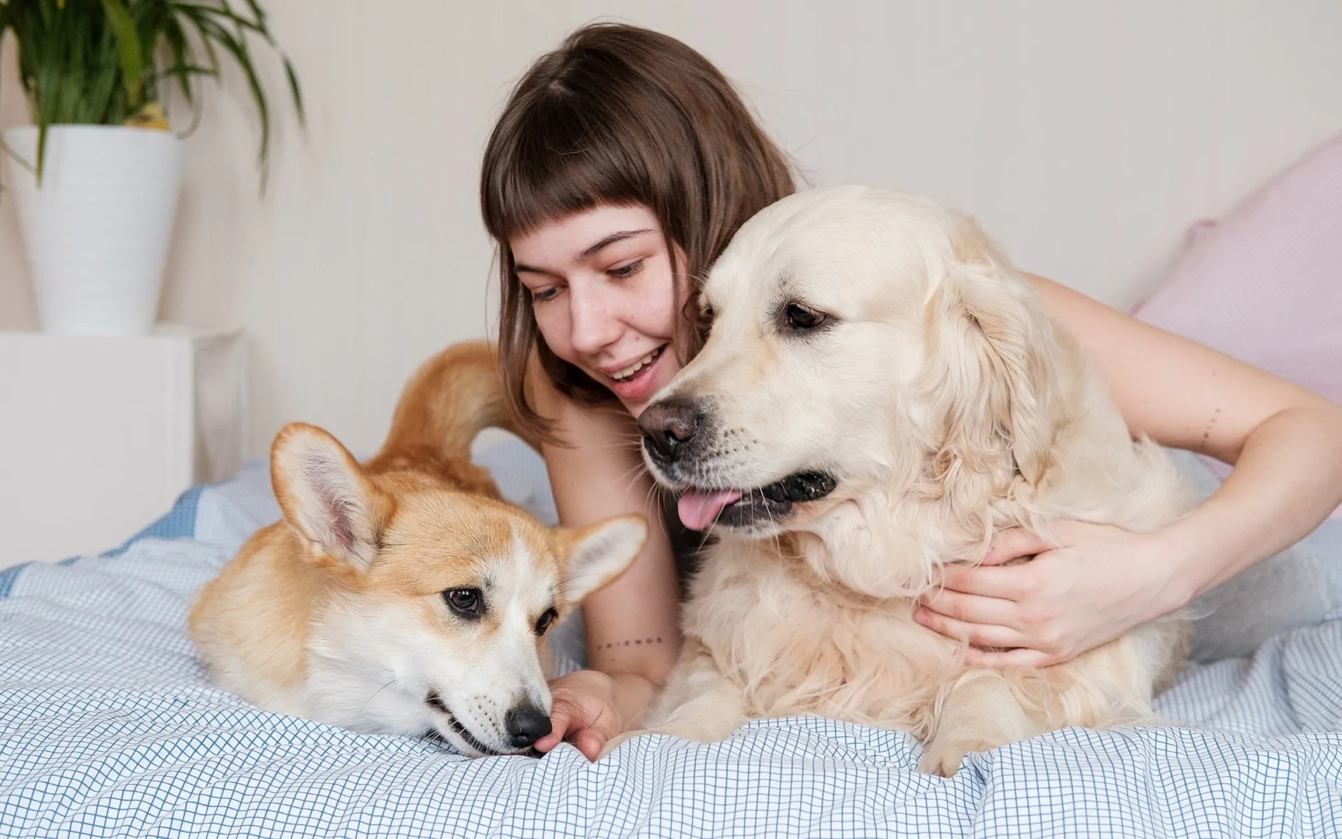 dogs