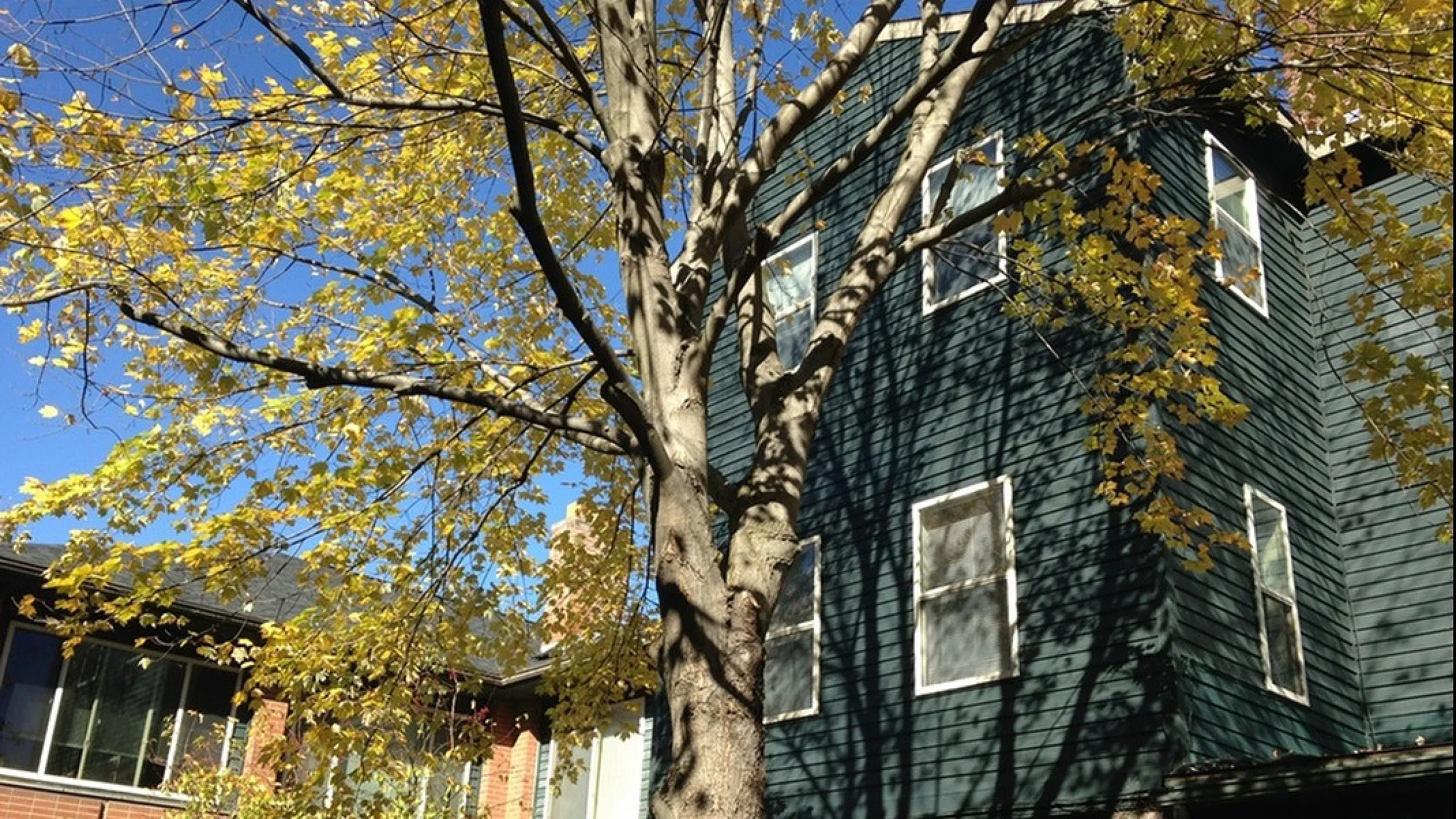 Charming apartment building with leafy trees and sunlit facade, offering a serene and inviting atmosphere.